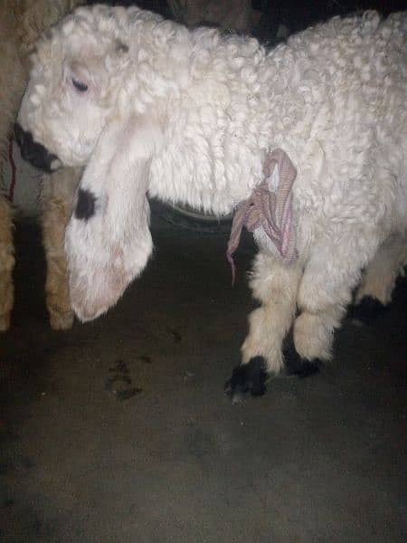sheep for sale 03103482829 1