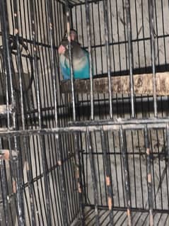 lovebirds 5 pair with cage full setup for sale