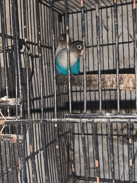 lovebirds 5 pair with cage full setup for sale 1