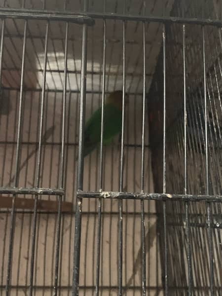 lovebirds 5 pair with cage full setup for sale 2