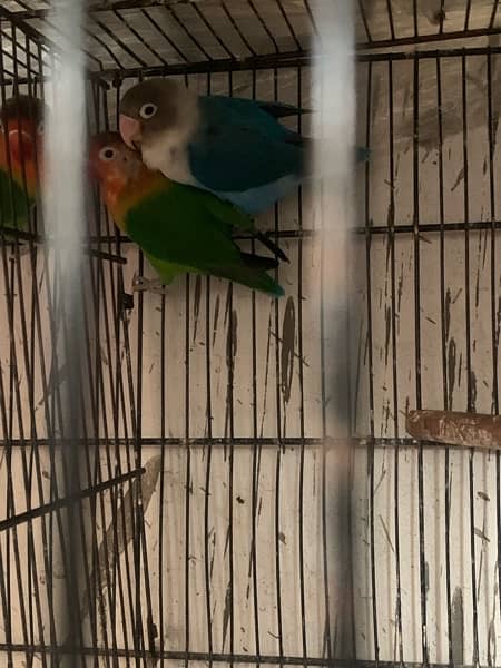 lovebirds 5 pair with cage full setup for sale 3
