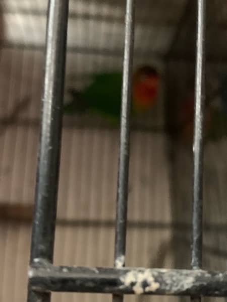 lovebirds 5 pair with cage full setup for sale 4