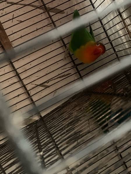 lovebirds 5 pair with cage full setup for sale 6