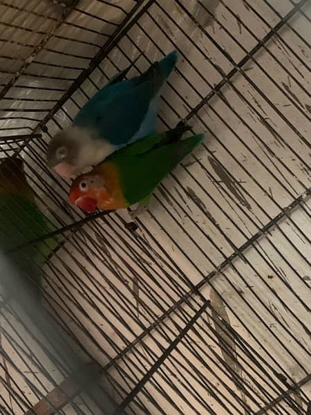 lovebirds 5 pair with cage full setup for sale 7