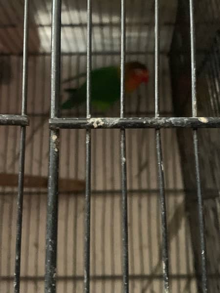 lovebirds 5 pair with cage full setup for sale 8