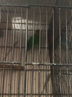 lovebirds all breder pair with eggs chiks full setup with cage and box 0