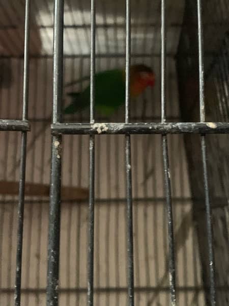 lovebirds all breder pair with eggs chiks full setup with cage and box 3