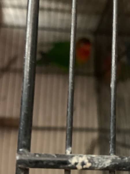 lovebirds all breder pair with eggs chiks full setup with cage and box 4