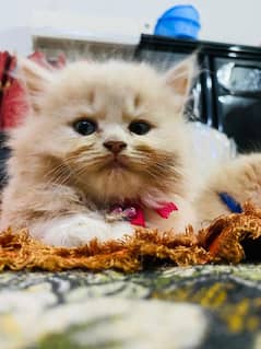 Persian kitten Fawn
