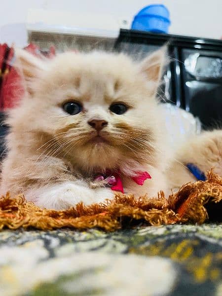 Persian kitten Fawn 0