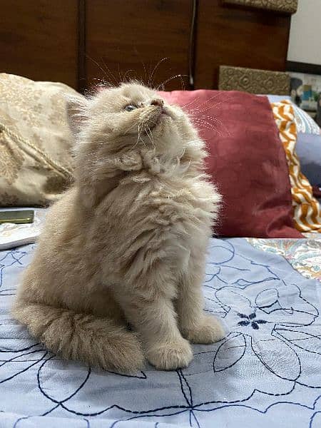 Persian kitten Fawn 1