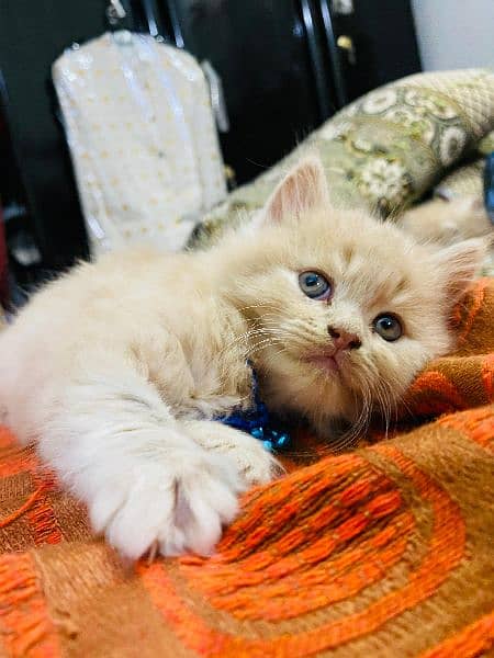 Persian kitten Fawn 2