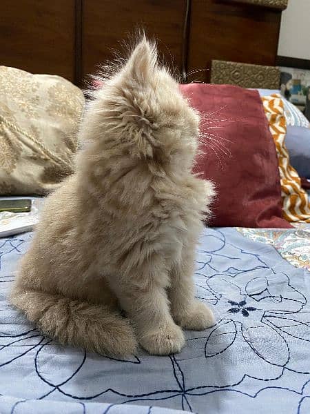 Persian kitten Fawn 3