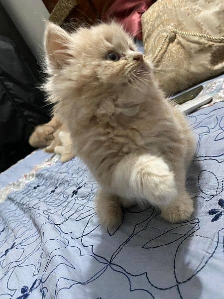 Persian kitten Fawn 4