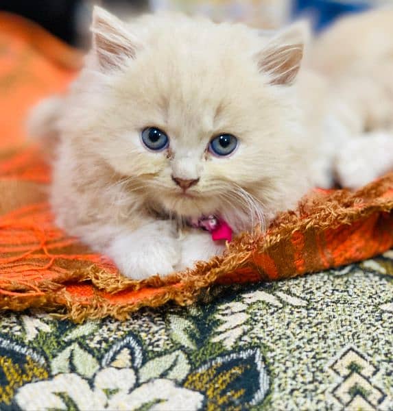 Persian kitten Fawn 5