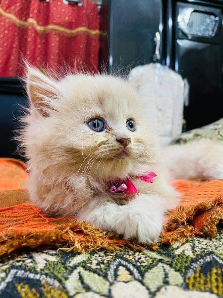 Persian kitten Fawn 6