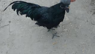 Ayam Cemani healthy male for sale