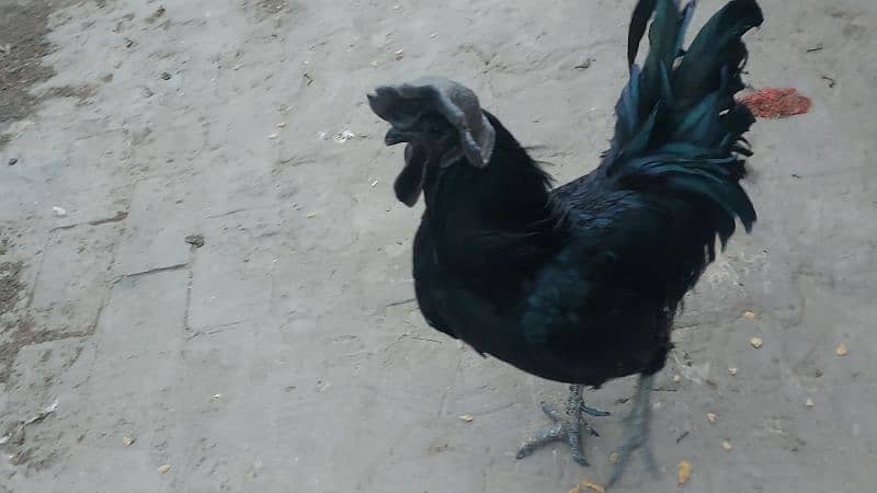 Ayam Cemani healthy male for sale 1