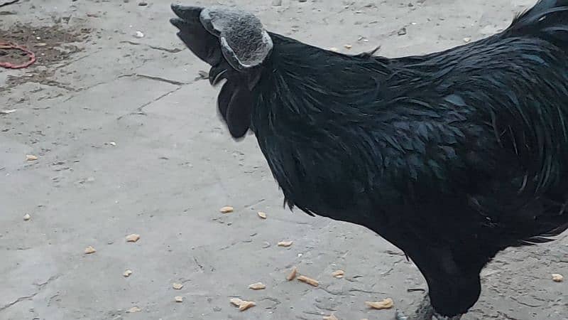 Ayam Cemani healthy male for sale 2