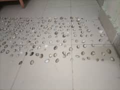 SEA shell at cheap price 0