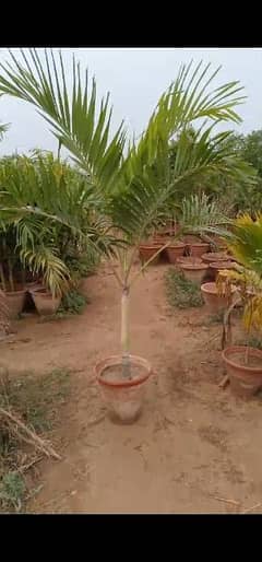 malaysian palm trees