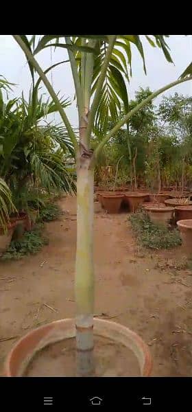 malaysian palm trees 2