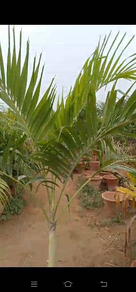 malaysian palm trees 4