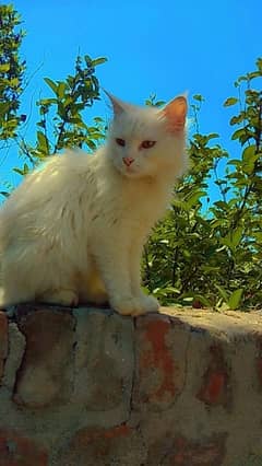female persian cat for sale 0