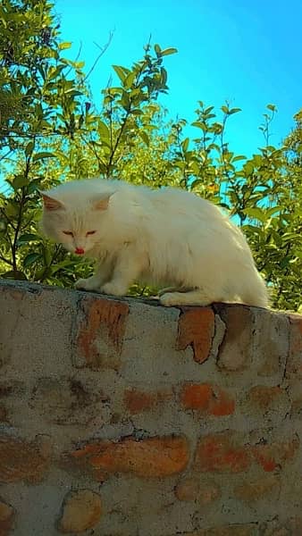 female persian cat for sale 1