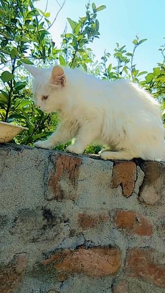 female persian cat for sale 2
