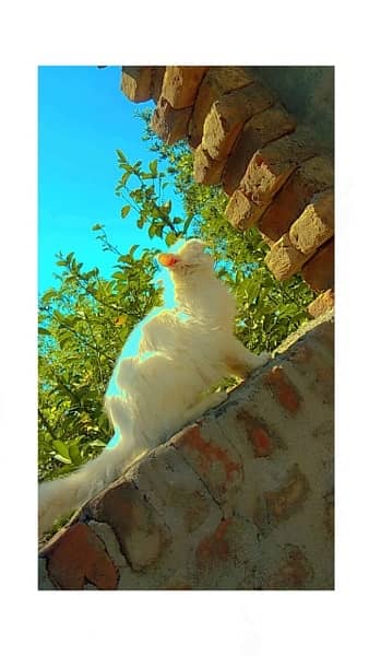 female persian cat for sale 3