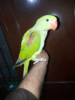 03455231374 parrot for sale