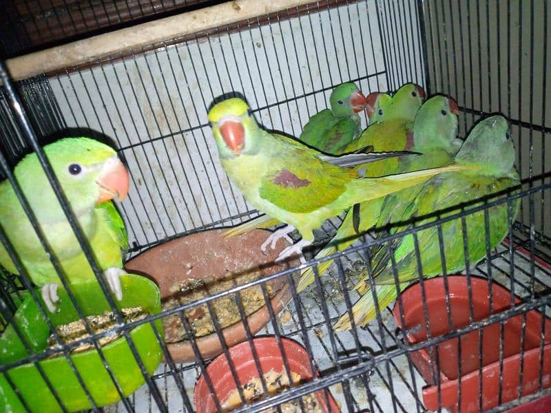 03455231374 parrot for sale 1