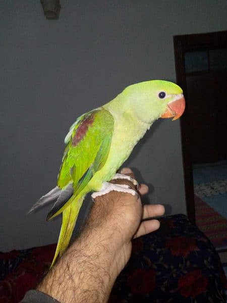 03455231374 parrot for sale 2