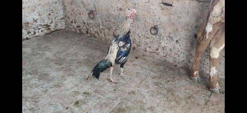 Pure Aseel Male, Female Pathay available 1