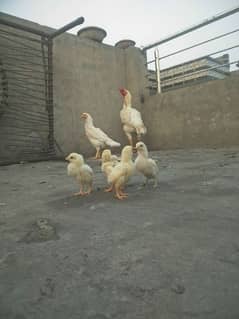 white shamo chicks_03214858413