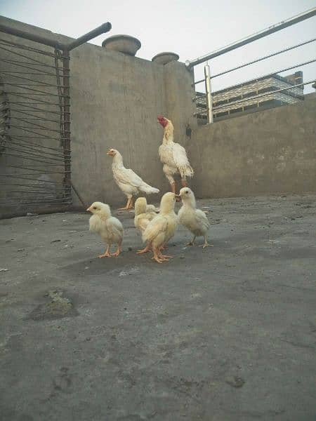 white shamo chicks_03214858413 0