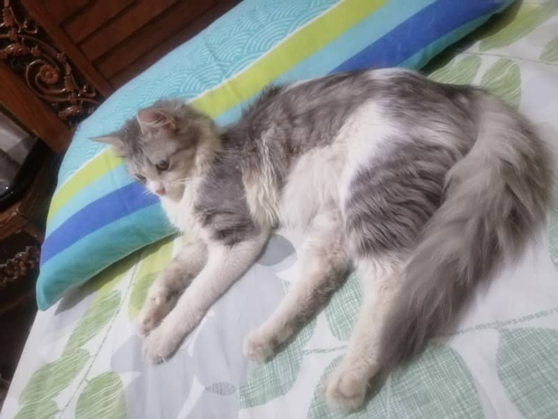 Persian Female Cat for Sale 0