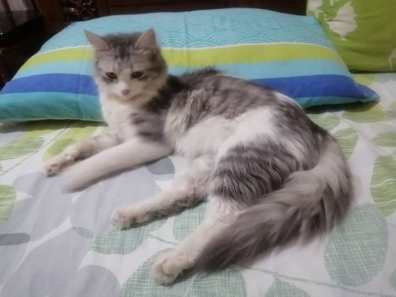 Persian Female Cat for Sale 1