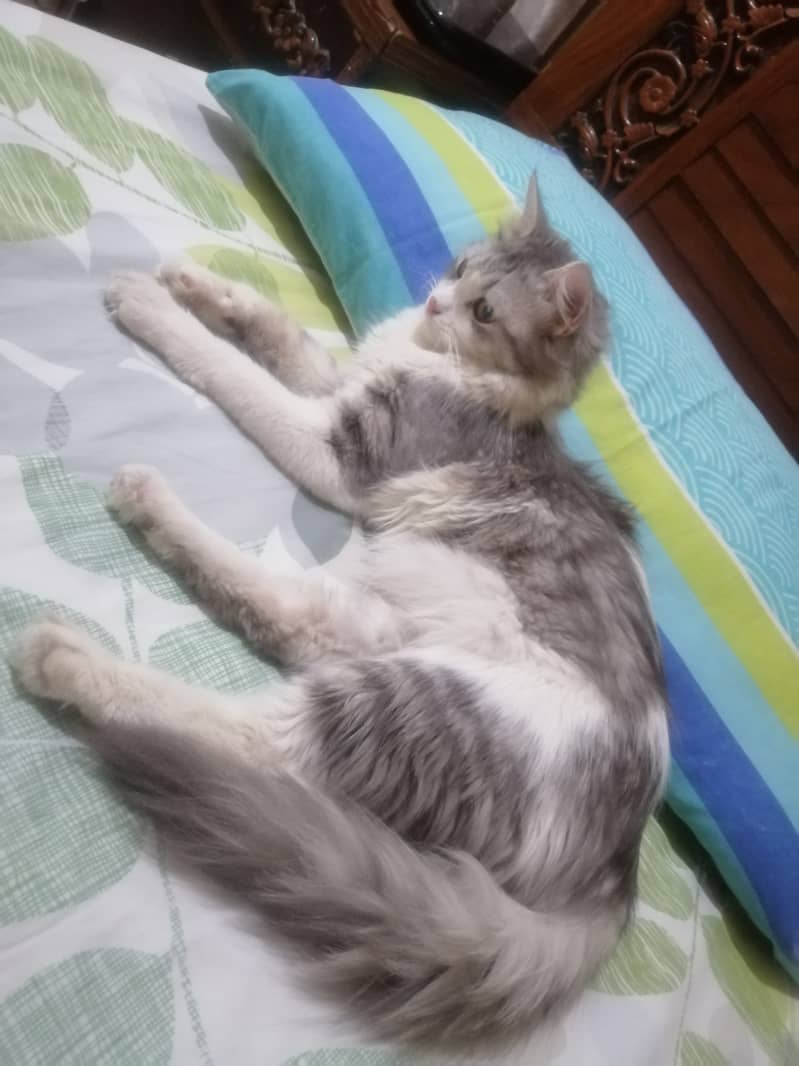 Persian Female Cat for Sale 2