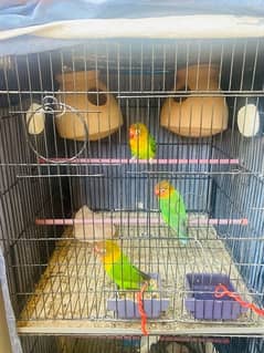 3 Portion Cage with parrots and finches