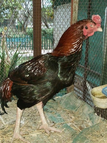 Fertile aseel and Desi eggs available. . 8