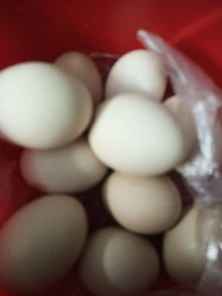 Fertile aseel and Desi eggs available. . 10