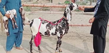 2 bache wali Shera print bakri for sale/03277559164 0