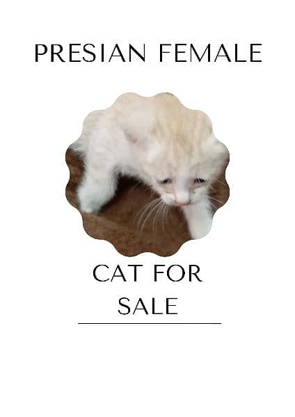 Persian kittens for sale 11