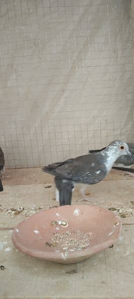 diamond pied dove paty for sell 9chiks 0