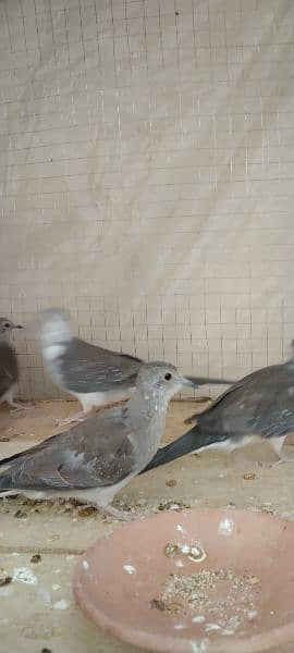 diamond pied dove paty for sell 9chiks 1