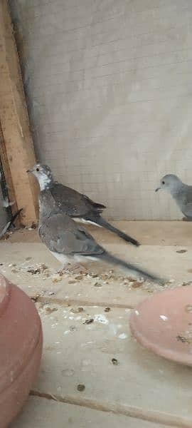 diamond pied dove paty for sell 9chiks 2