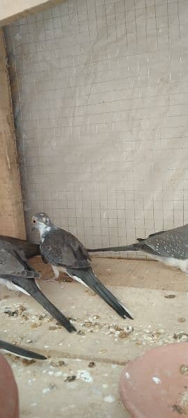 diamond pied dove paty for sell 9chiks 3