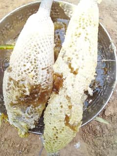 original Honey of Sindh